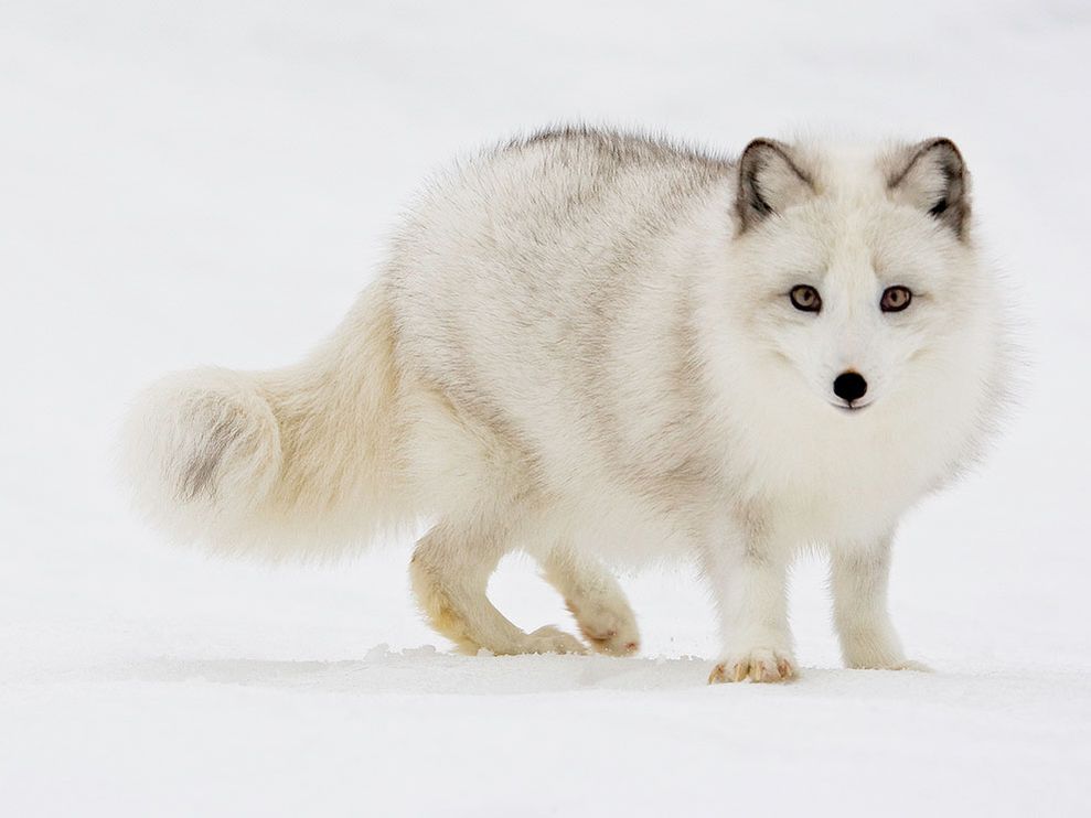 arctic-fox-snow_12097_990x742.jpg