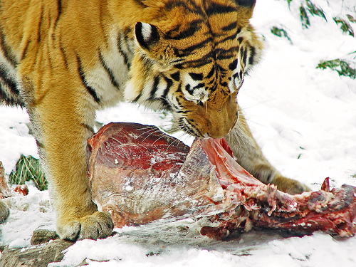 animals tigers eat