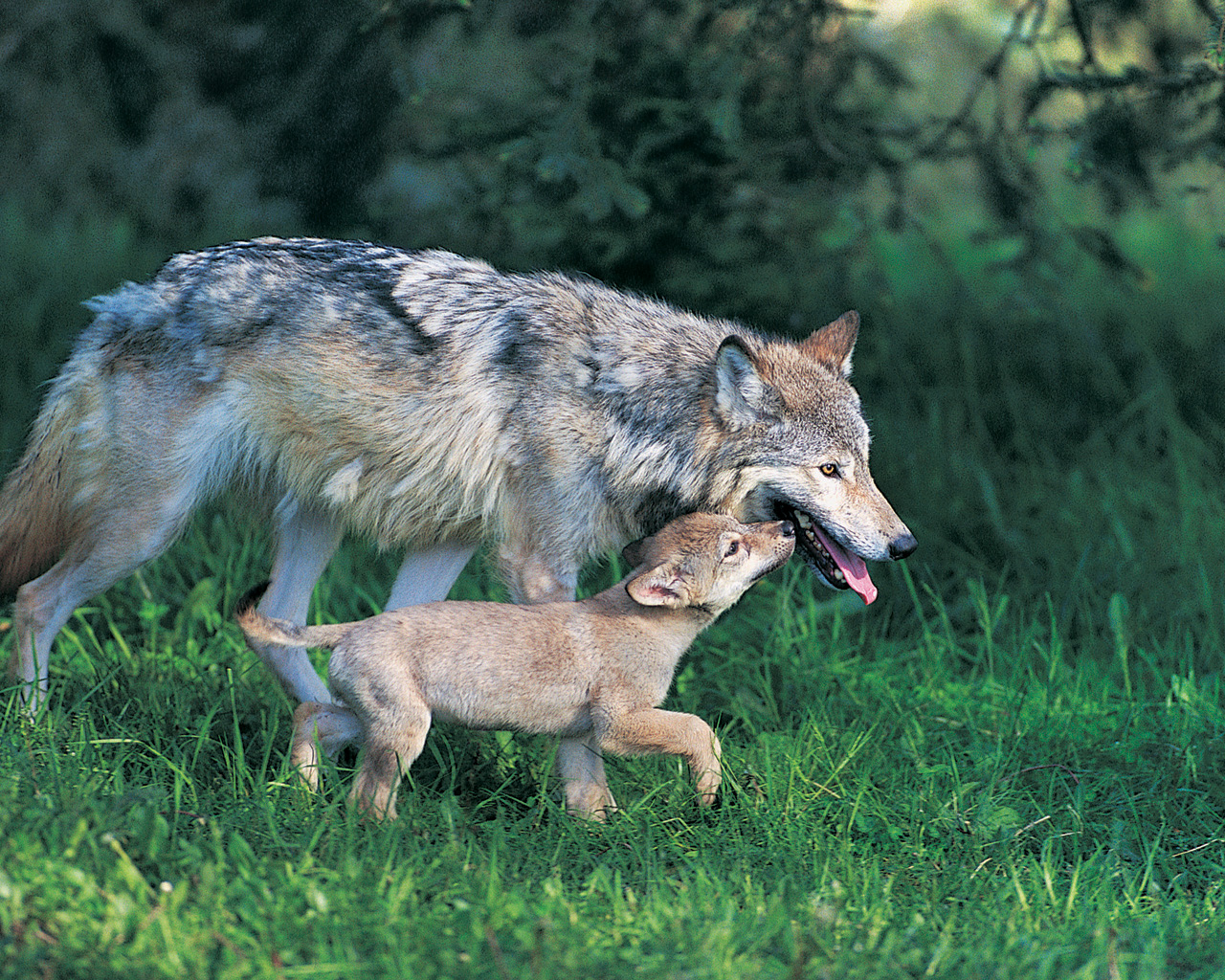 Wolf mother and cub. 
